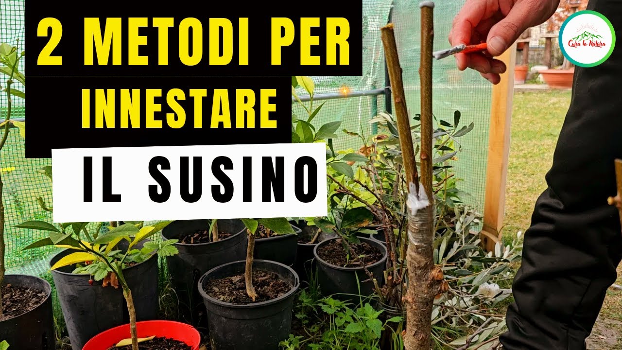 Innesto Susino - Come e quando innestare