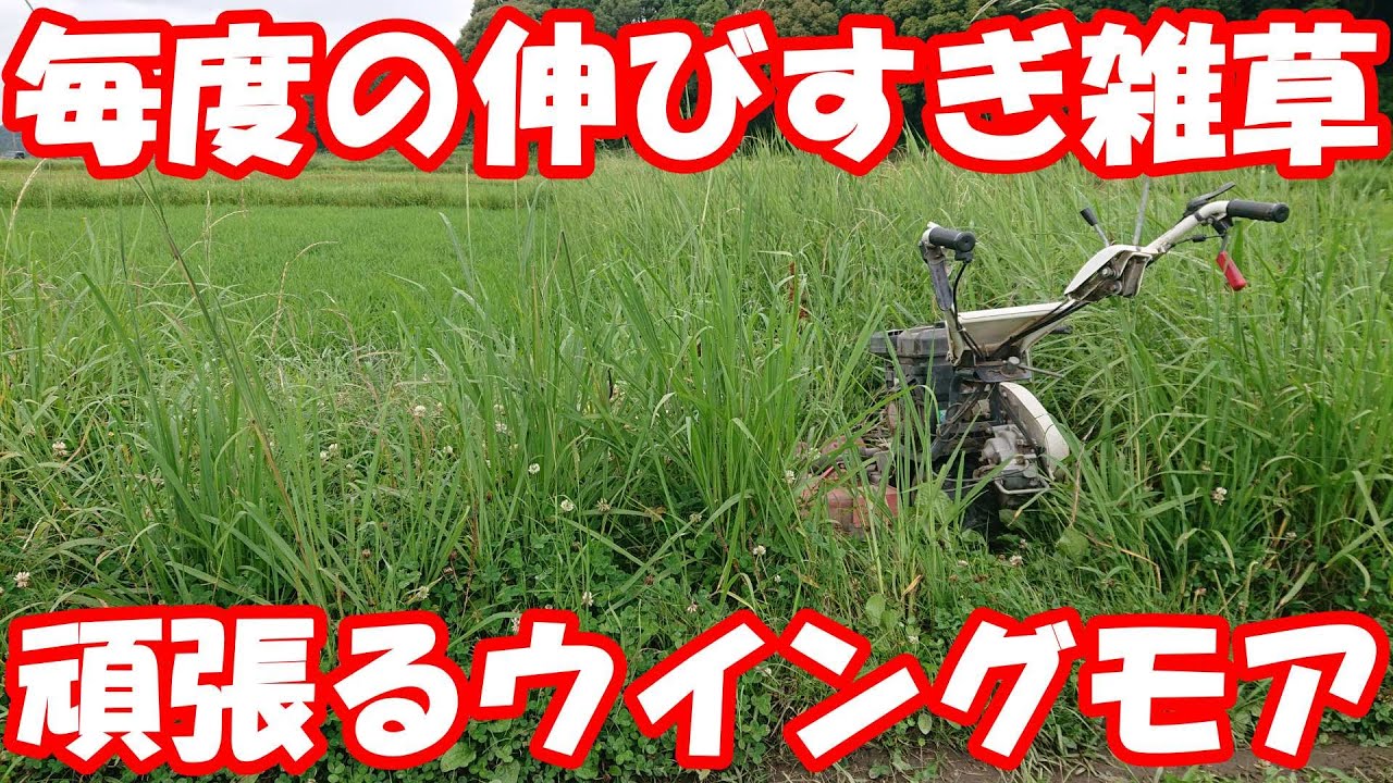 伸びすぎた畦の雑草をウイングモアで成敗。#草刈り #mower #mowing