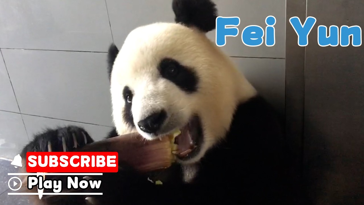 Crunchy Bamboo Munching ASMR | iPanda