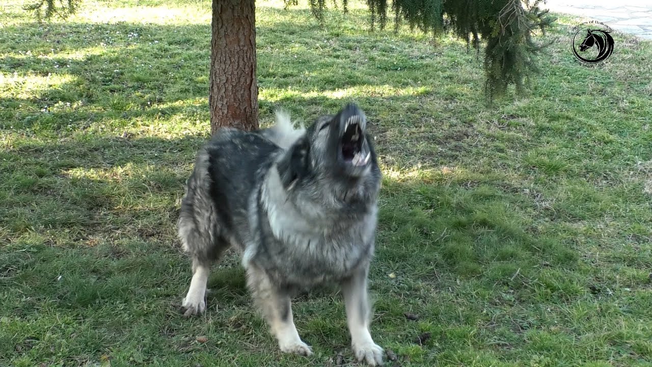 - NAJOPASNIJI ŠARPLANINCI BALKANA -