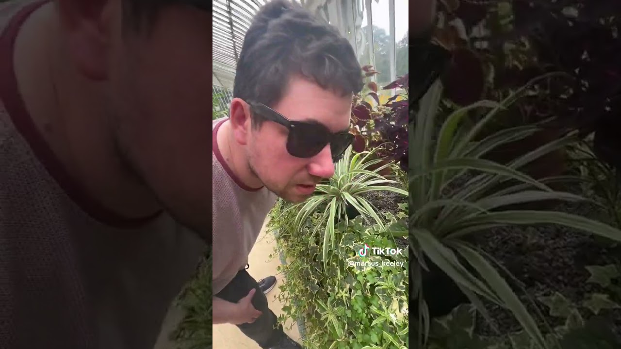 I went to Belfast's Botanic Gardens Palm House and Tropical Ravine