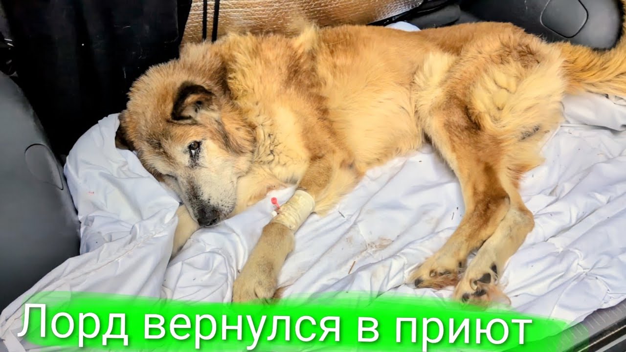 Лорд вернулся в приют 