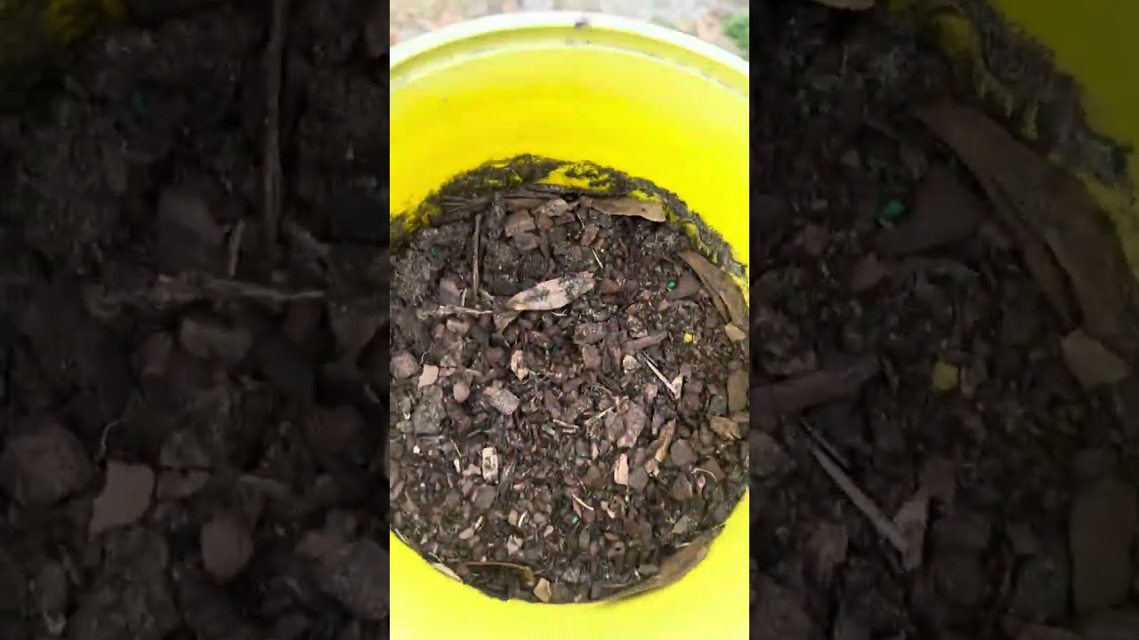 Putting plants in the shed