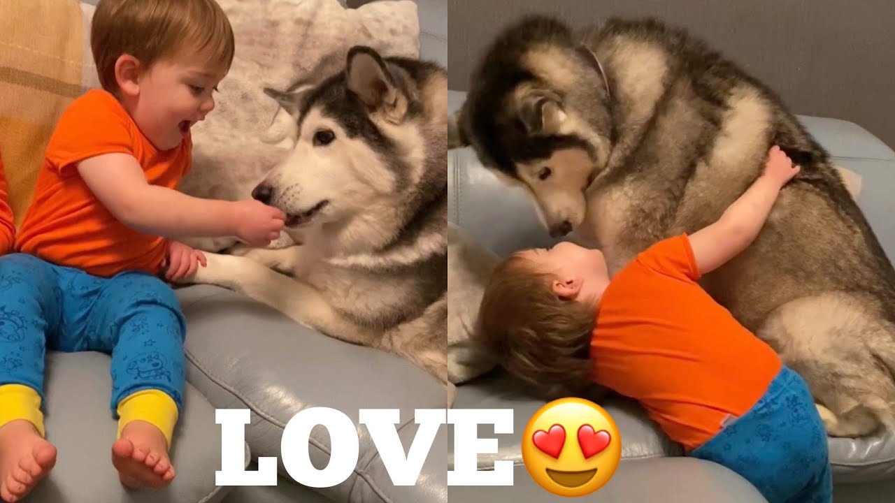 Babies & Huskies Nightly Routine is The Cutest Thing Ever! [TRY NOT TO SMILE]