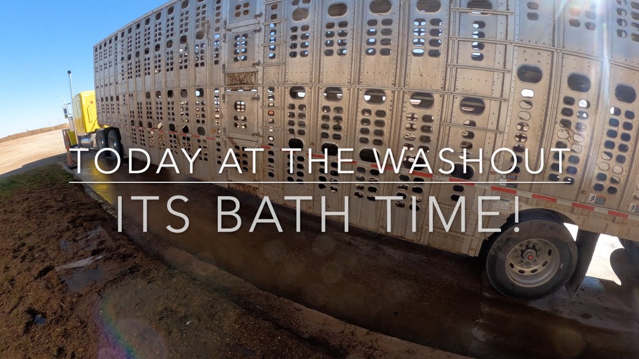 It's bath time! (Cattle Washout ASMR Ep. 8)