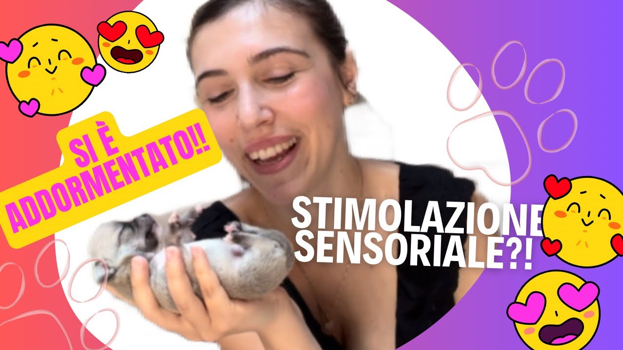 CUCCIOLI DI CHIHUAHUA DISPONIBILI IL MIO PROGRAMMA DI STIMOLAZIONE SENSORIALE NEONATALE