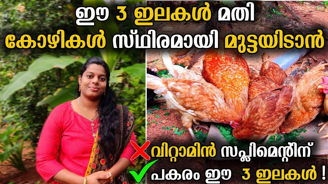 ഈ 3 ഇലകൾ മതി കോഴികൾ സ്‌ഥിരമായി മുട്ടയിടാൻ | ❌വിറ്റാമിൻ സപ്ലിമെന്റിന് ✔️പകരം ഈ 3 ഇലകൾ !  ||