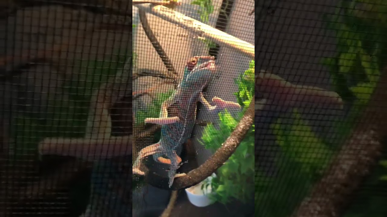 Chameleon Drinking Water 💦 #reptiles #chameleons #nature #shorts