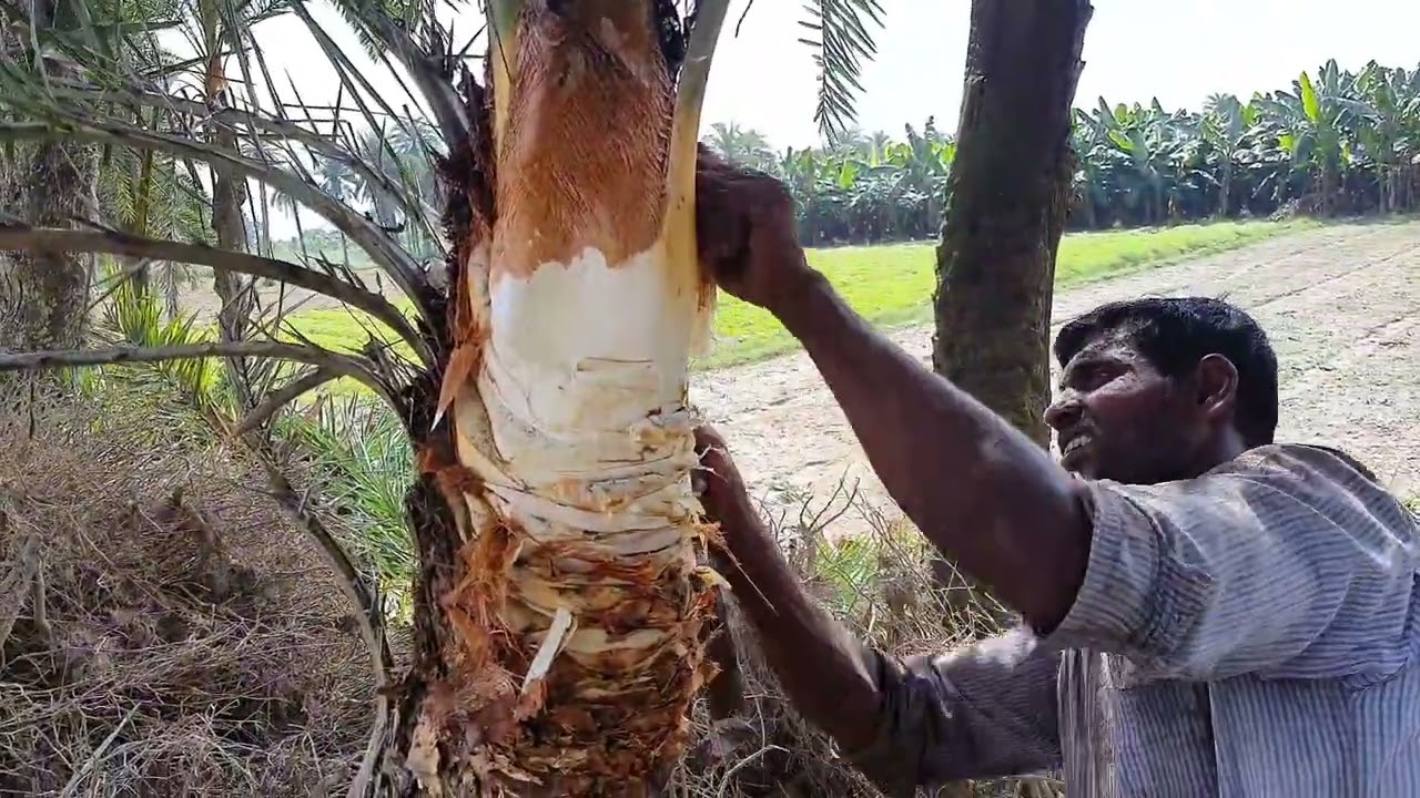 খেজুর গাছ থেকে রস বের করার প্রথম কাজ।