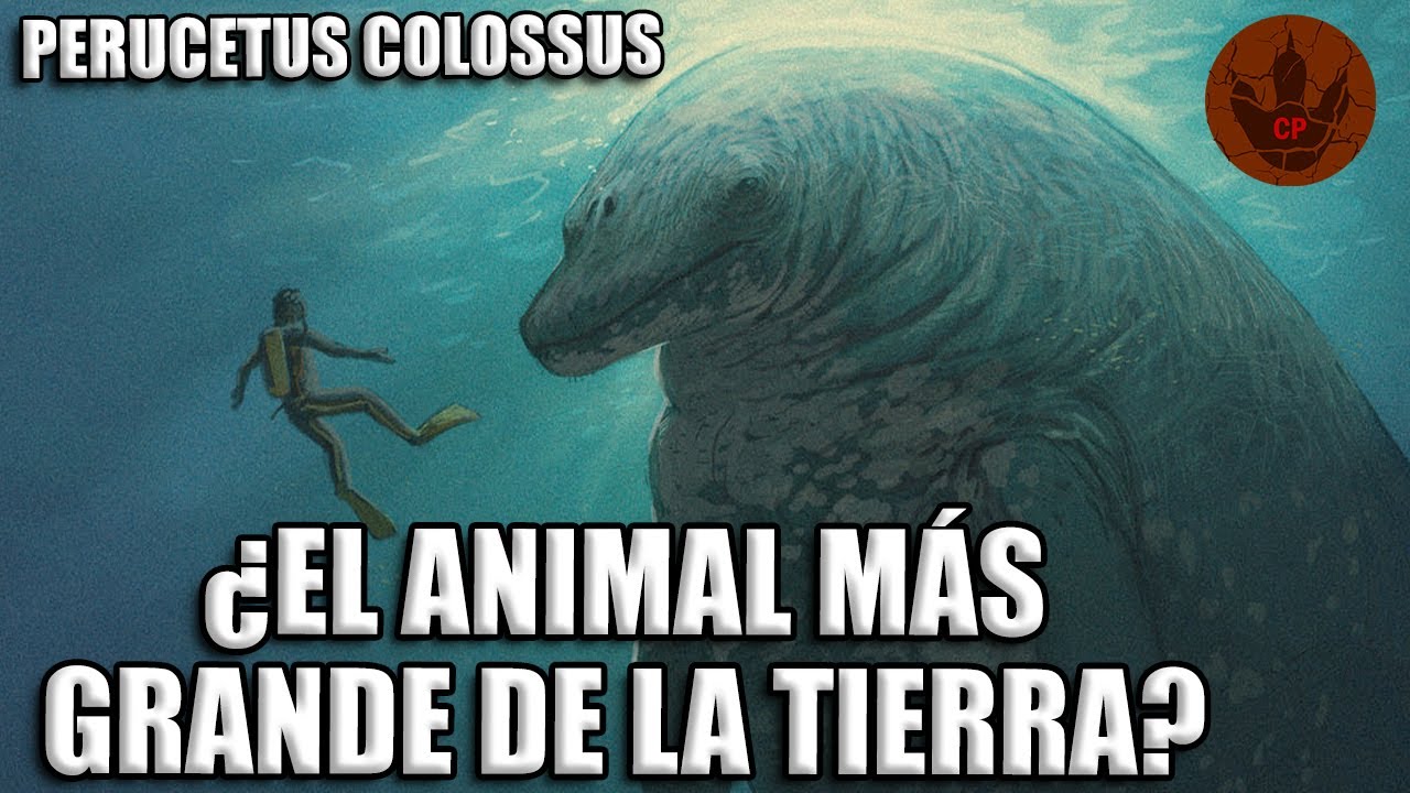 ¿EL ANIMAL MÁS GRANDE QUE JAMÁS HAYA EXISTIDO EN EL PLANETA? – PERUCETUS COLOSSUS