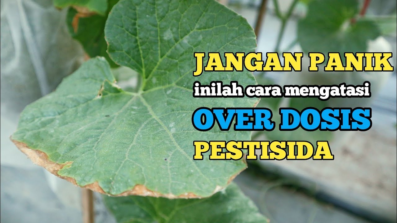 cara mengatasi tanaman over dosis fungisida atau insektisida