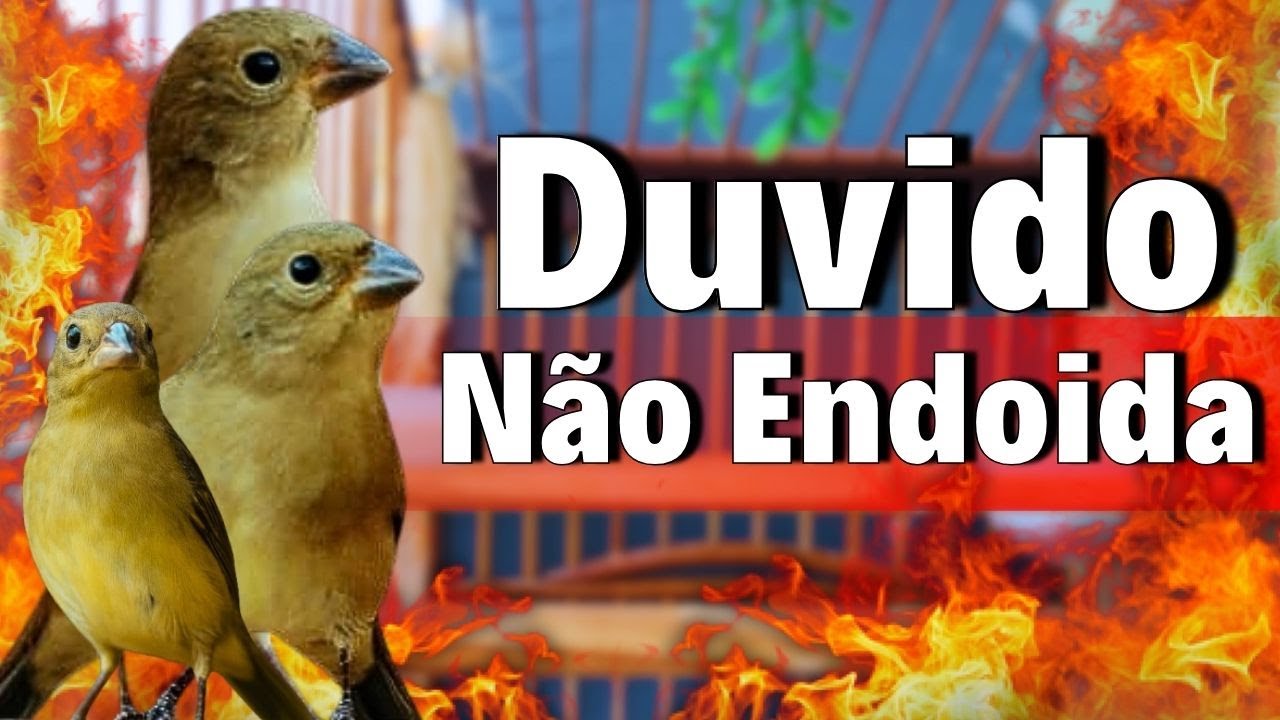 piado de fêmea de papa capim vai deixar seu papa capim cantando
