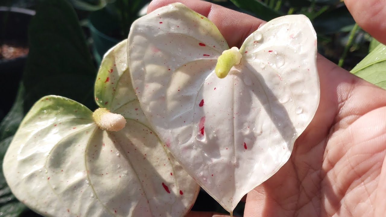 March 10, 2026#anthurium ෆ්ලෑස් බැංකොක් වර්ග එක්ක කලවට පැල හොයන ඔයාට 0775467989 මැසෙජ් කරන්න 