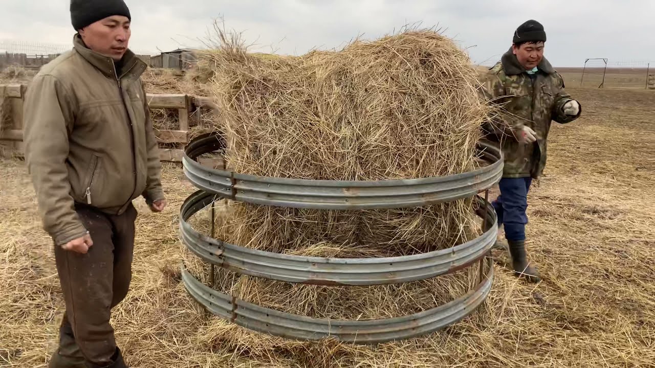 Жизнь калмыцких чабанов.
