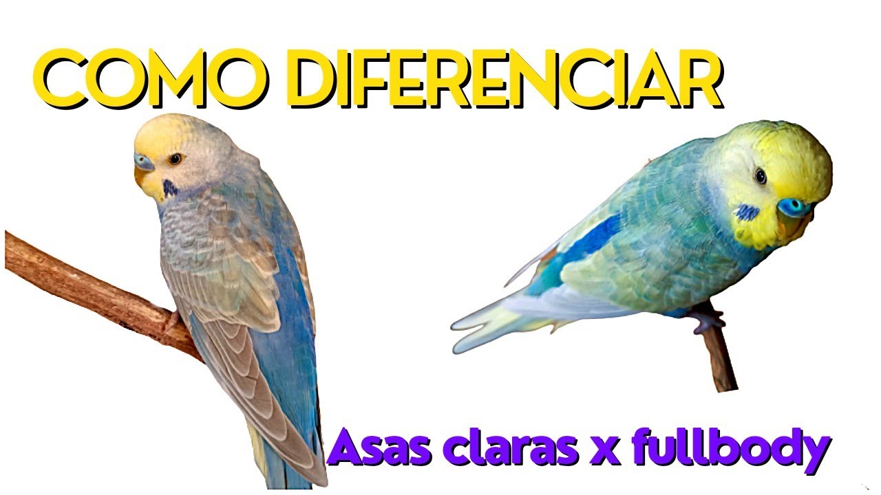 Como identificar e diferenciar o Periquito Asas claras x Full body