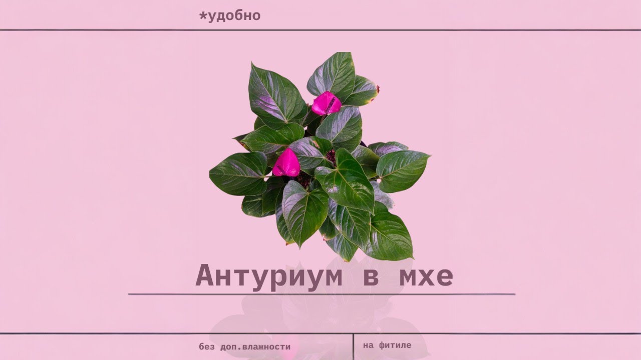 Антуриум в мхе.Лучший способ выращивания антуриума без хлопот и проблем 