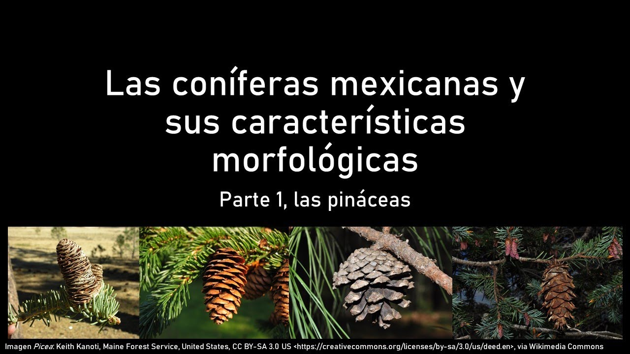 Coníferas mexicanas - Primera parte, familia Pinaceae
