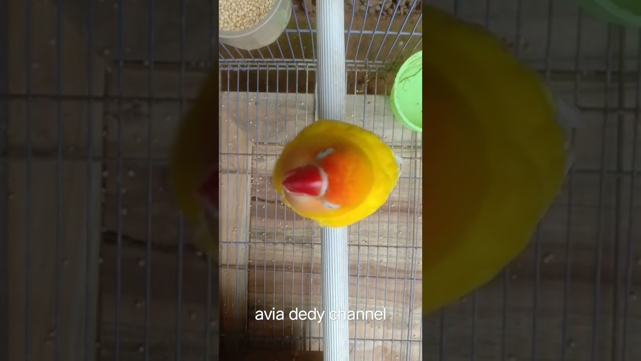 lovebird bekas ternak jadi konslet #shorts #lovebirdkonslet