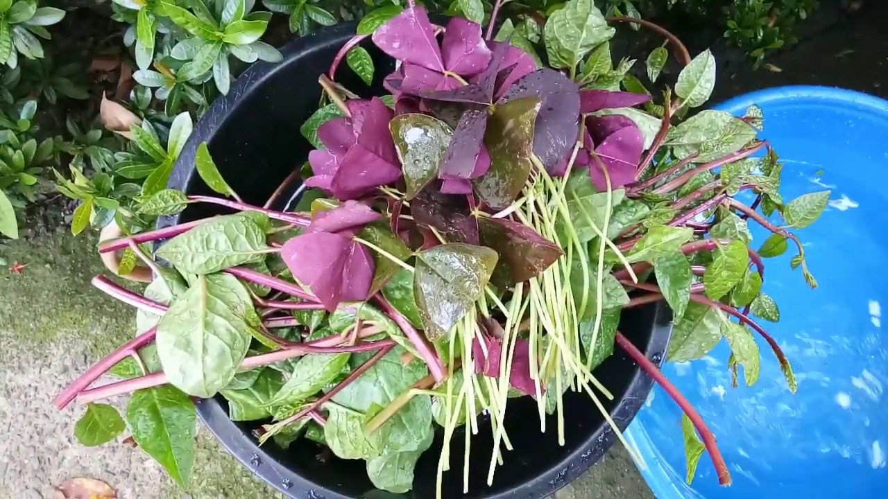 ALUGBATI SALAD with Oxalis