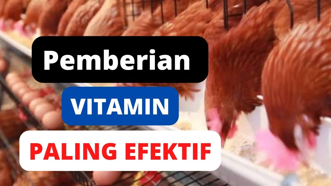 pemberian vitamin ayam petelur - ayam petelur sehat