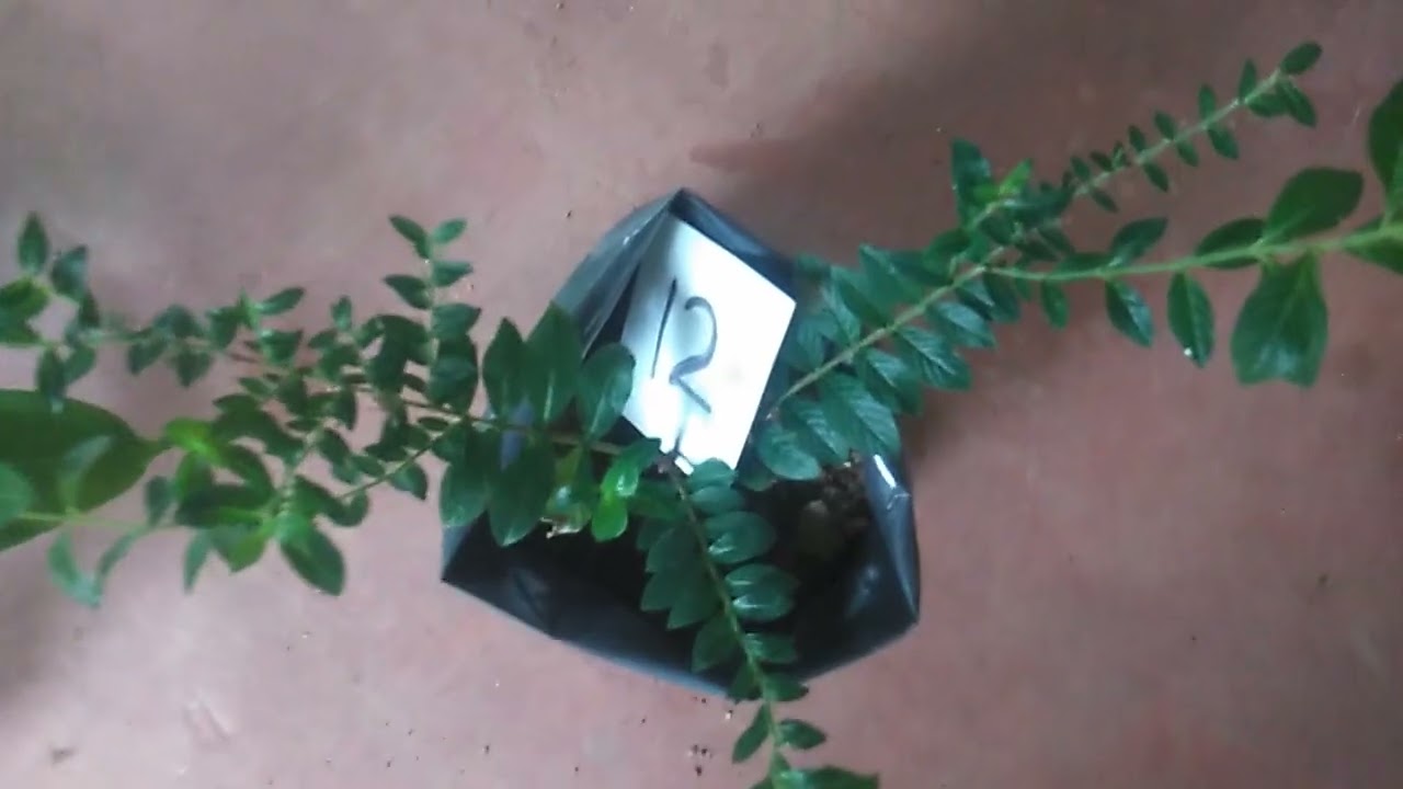 මල් සේල්, එන්න ගන්න,🌷🌷plant sale,18✨what's app, 0713609685 message or call 