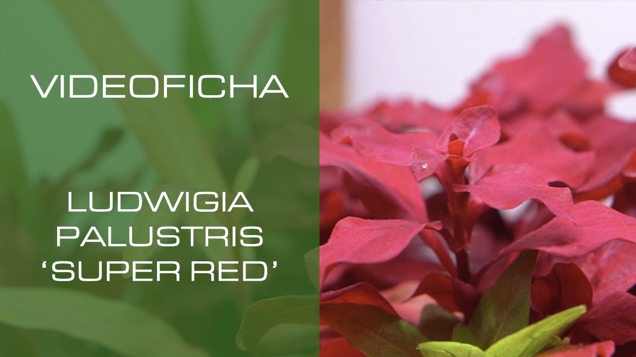 Ludwigia palustris 'Super Red' - VideoFicha - Posiblemente la planta roja más sencilla - PezVerde