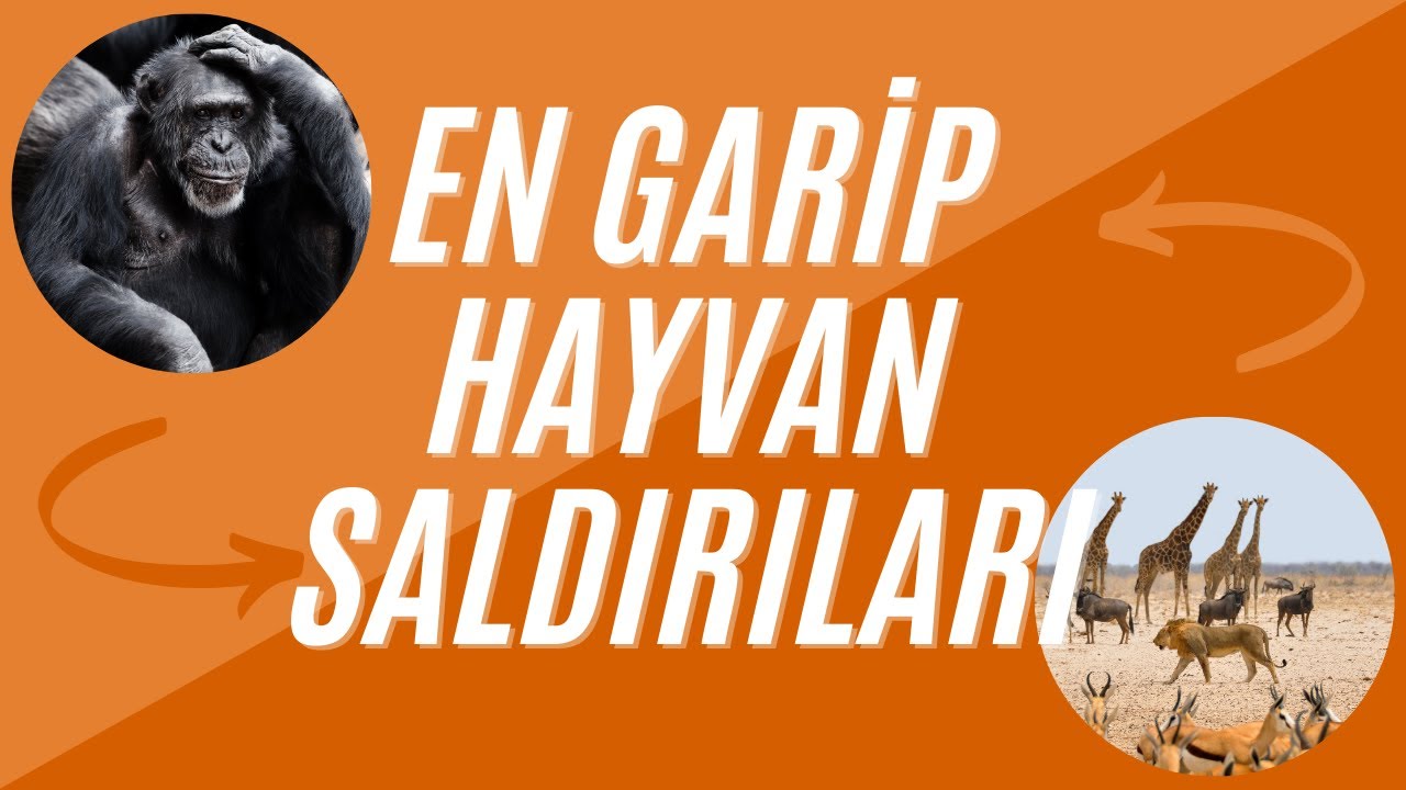 en garip hayvan saldırıları2 #2024 #keşfet #keşfetbeni&ouml;ne&ccedil;ıkar  #komikvideolar #cctv #hayvanlaralemi