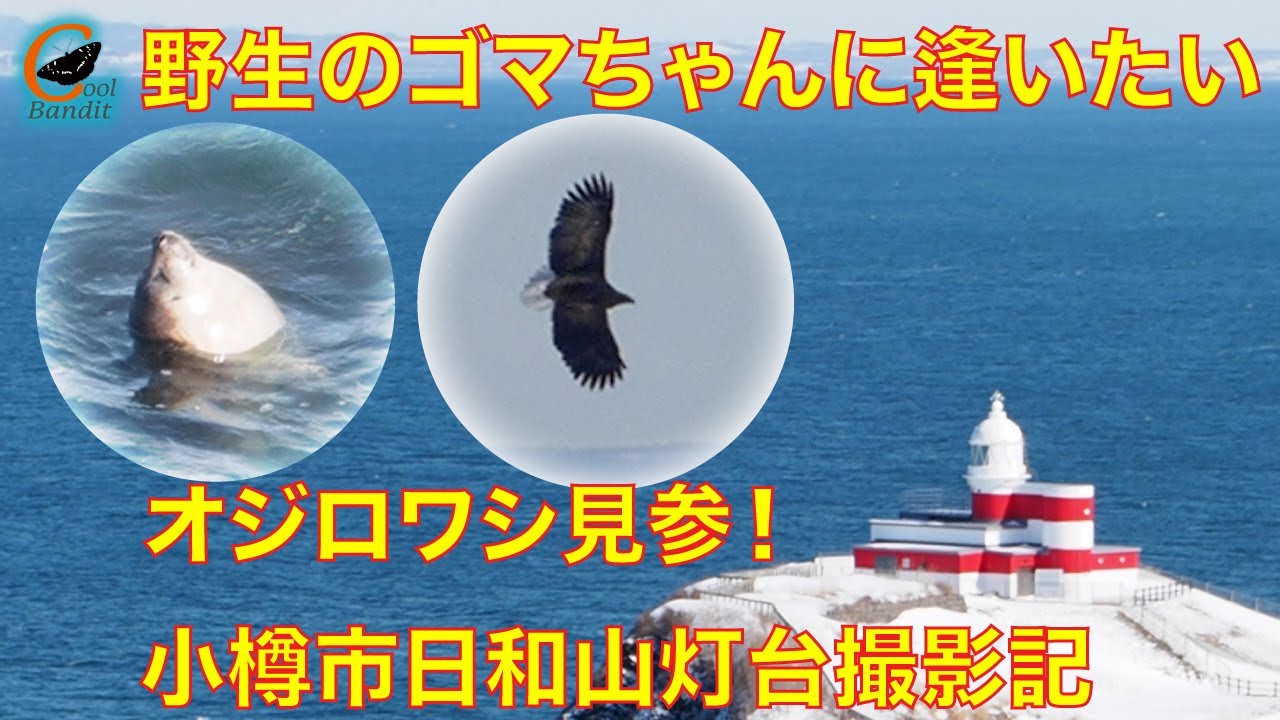 【小樽市祝津撮影記/野生のアザラシに逢いたい】オジロワシや他の鳥達も、北海道の小樽市で撮影しました。