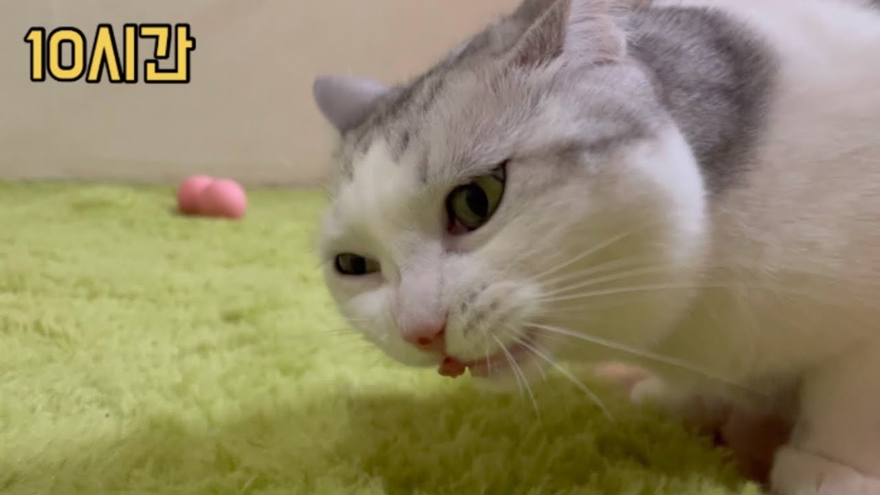 [10시간] 기분 좋아지는 고양이 챱챱 ASMR (소고기, 트릿 등)ㅣCat eating relaxing sound ASMR 10 Hours (Raw beef, Snacks)