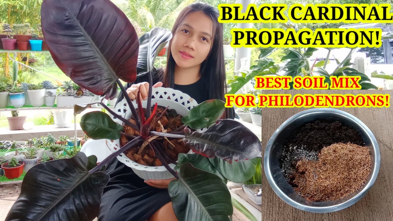 PHILODENDRON BLACK CARDINAL I PROPAGATION I +BEST SOIL MIX FOR PHILODENDRONS I anahardinera atbp.