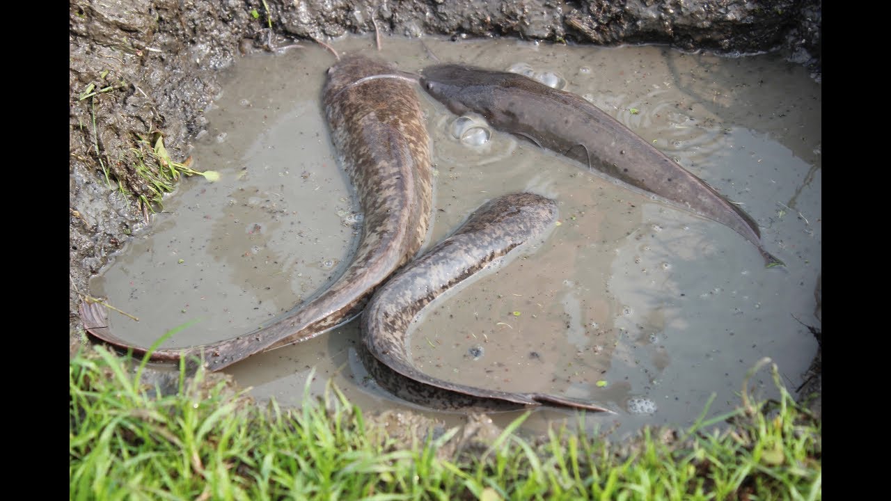 Amazing Hole Fish Trap - Smart Boy Build Fish Trap Old Method By Muddy soil - Get A Lot of Fish 100%