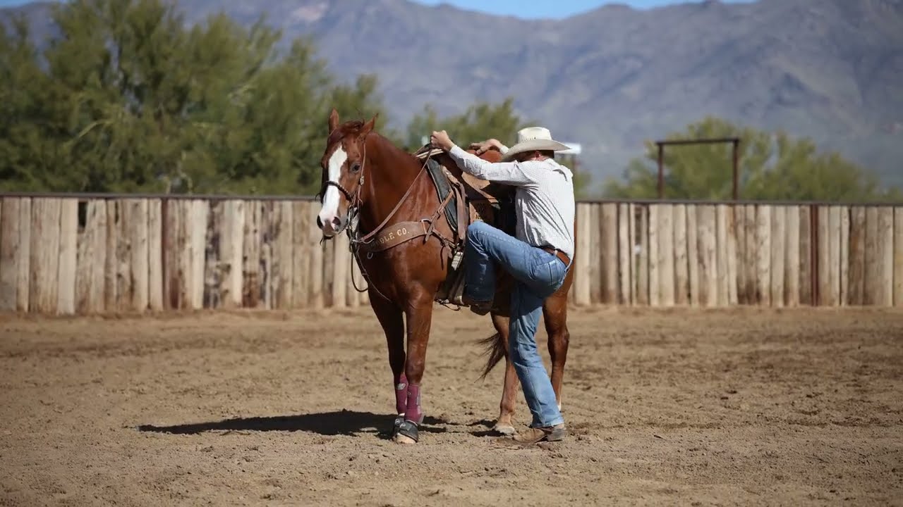 Bar T Super Sugar- 2018 AQHA Sorrel Gelding