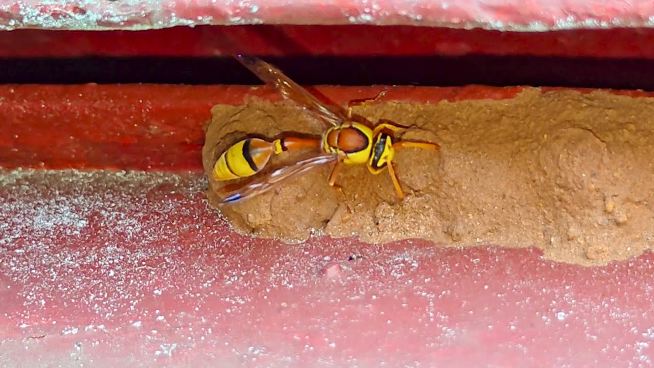 Potter wasps Food Storage 🐛