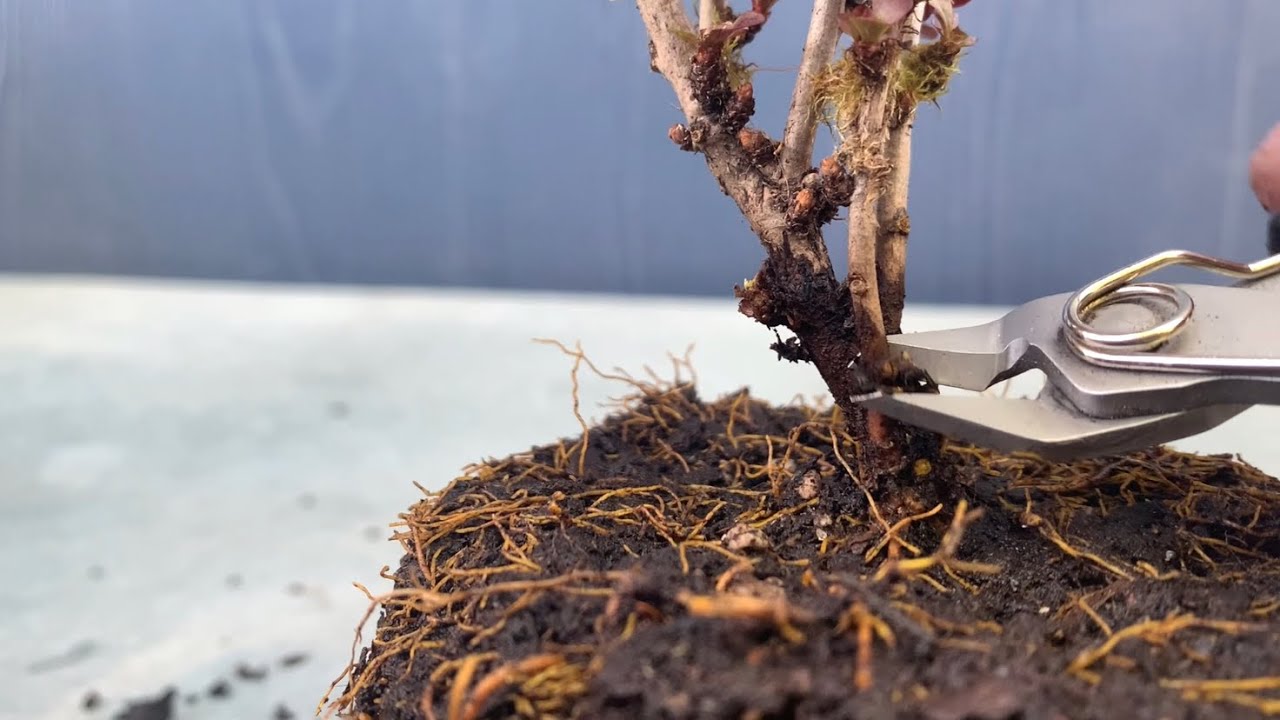 Pruning My Barberry Bonsai (04/13/22)