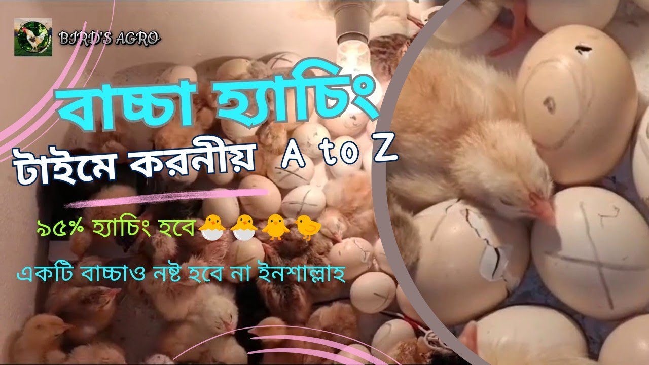 হ্যাচিং টাইমে করনীয় গুরুত্বপূর্ণ বিষয় সমূহ || 2024 || Bird's Agro ||