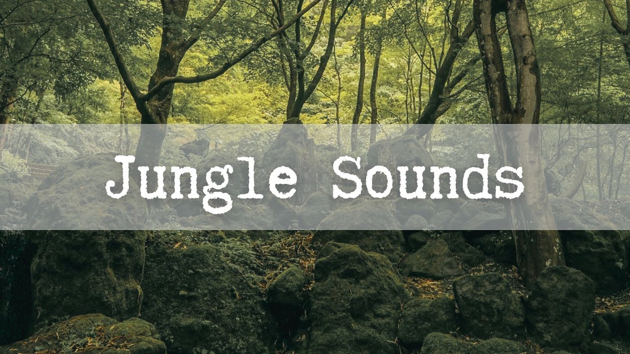 Relaxing Jungle Sounds : From Planet Earth for your chilling, studying, or working purposes!