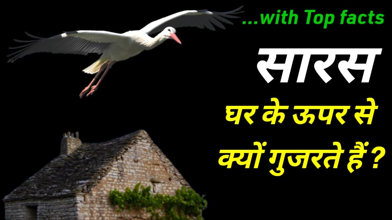 सारस के बारे में | interesting facts | saras ke bare mein