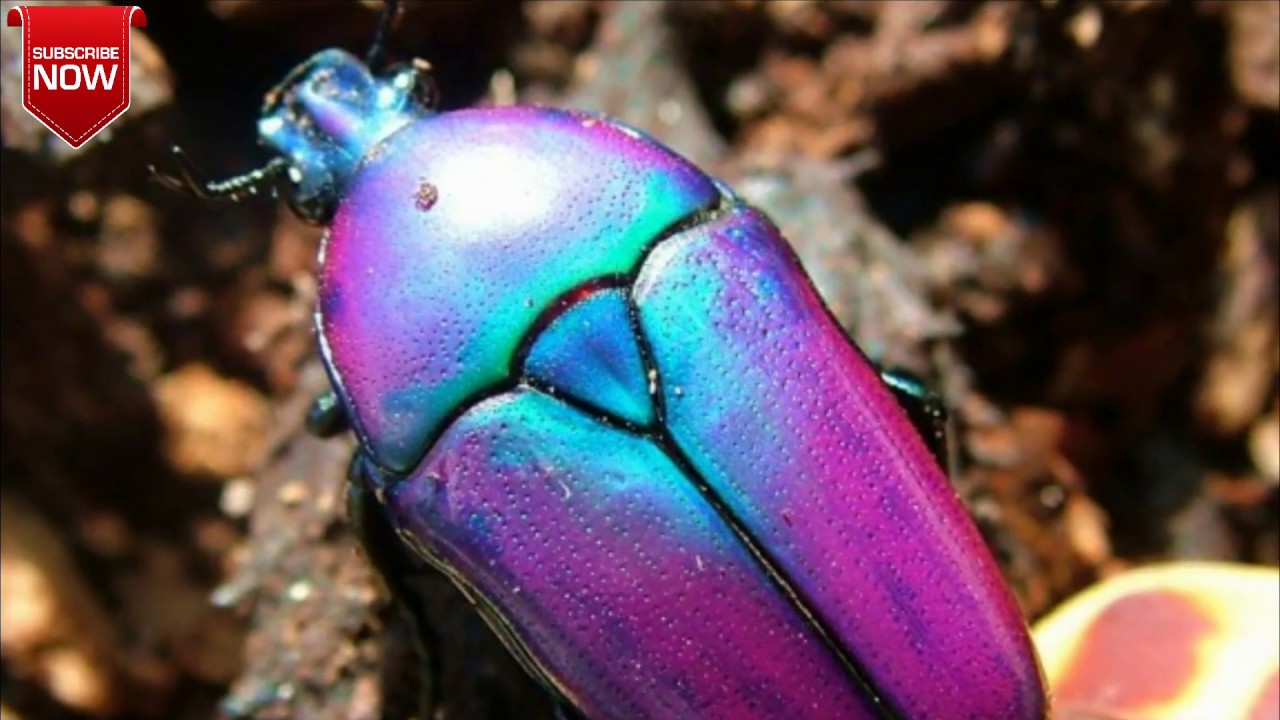 TOP 5 MOST BEAUTIFUL BEETLES IN THE WORLD