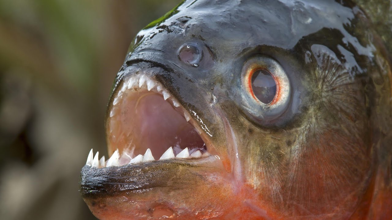 Top 50 curiozitati despre peștele  PIRANHA