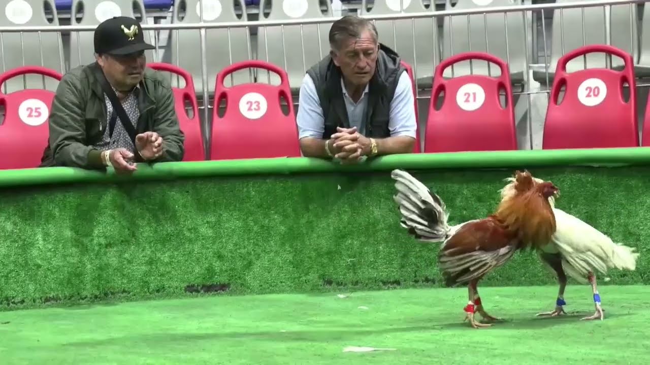 Se libra una batalla por la prohibici&oacute;n de las peleas de gallos en Colombia