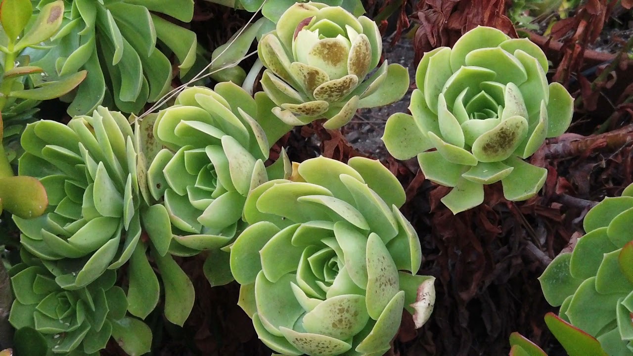 Aeonium canariense var. virgineum