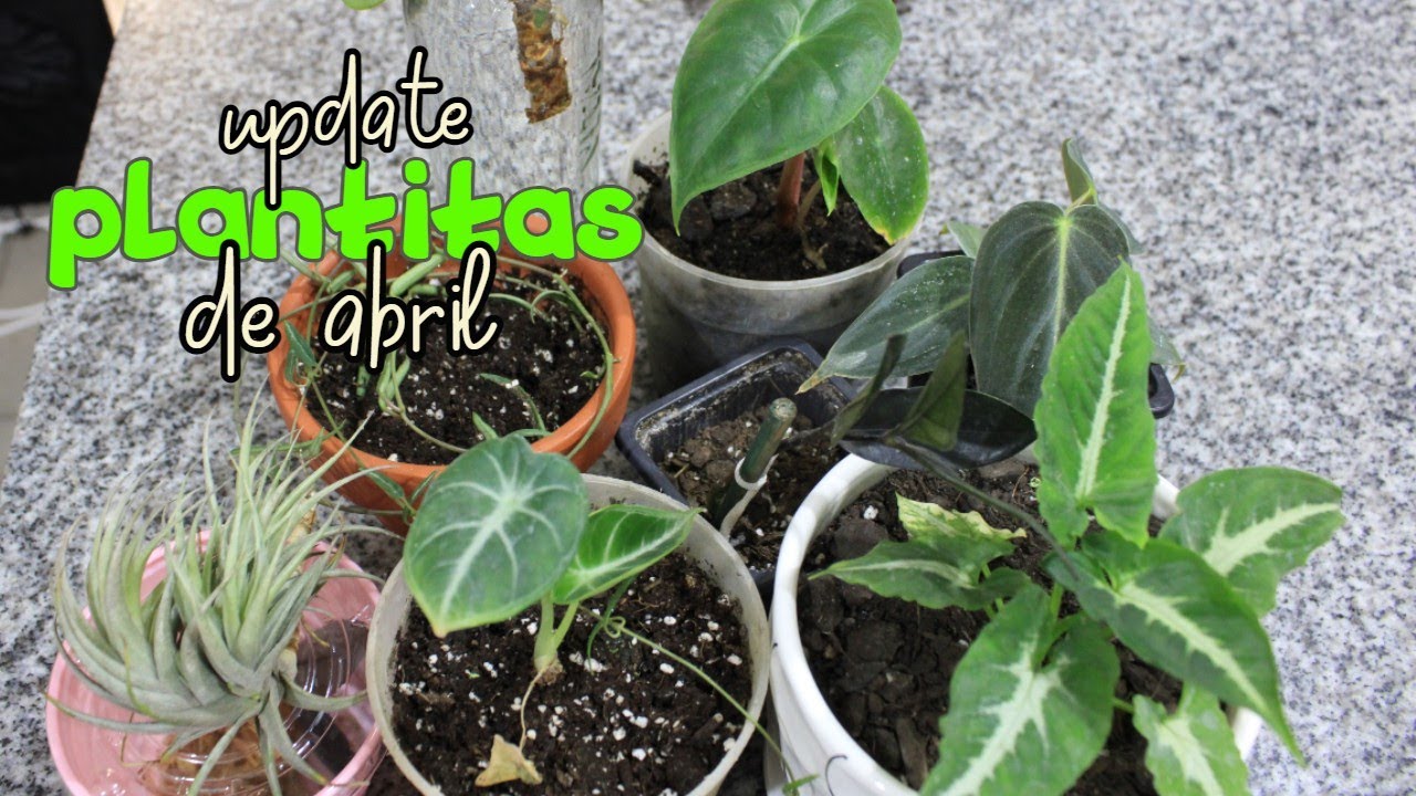 Updates plantas de abril e intento de salvar la pilea /·PLANTITASHOUSE
