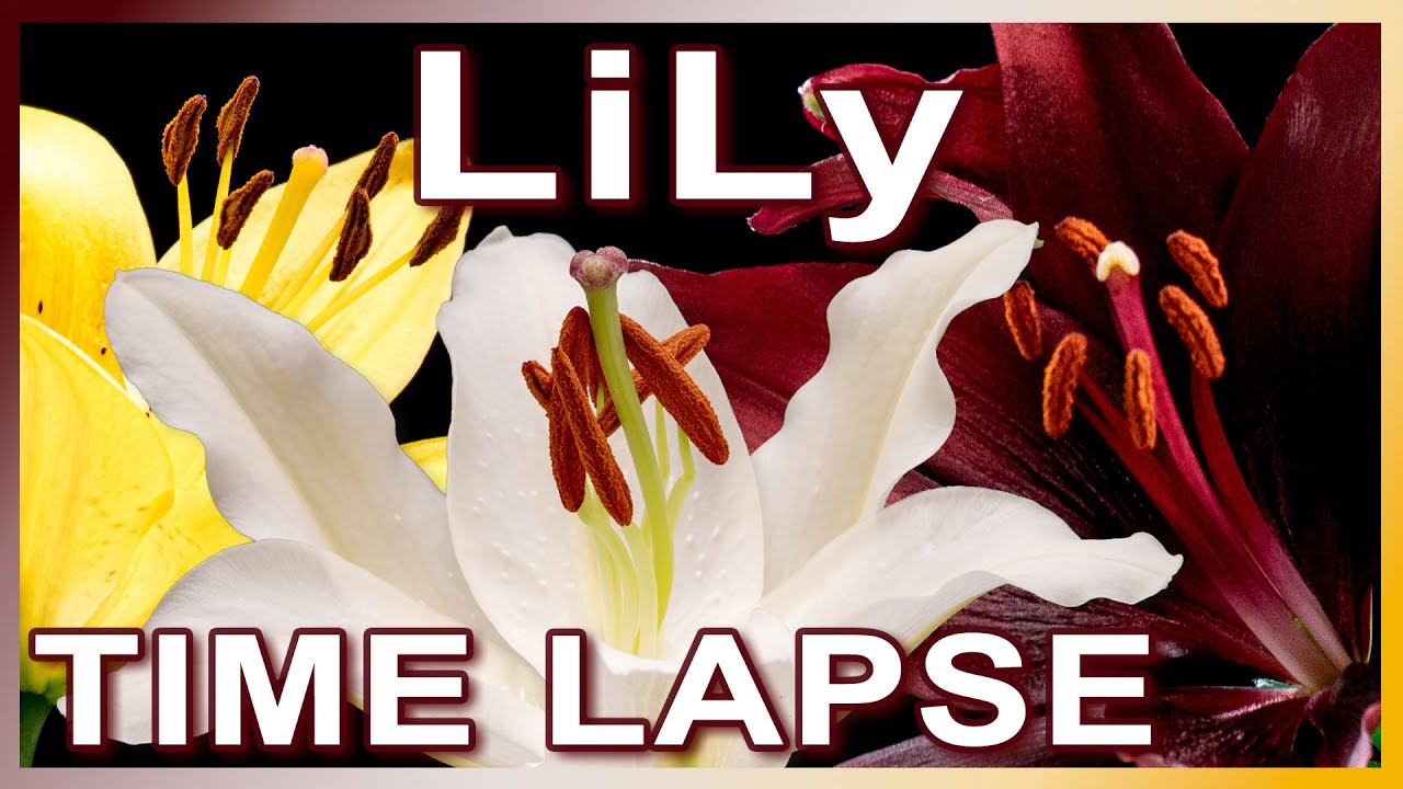 Lily flowers blooming Time Lapse
