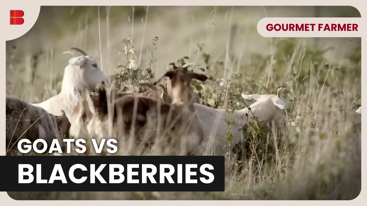 Goats Devour Blackberries on Tasmanian Farm | Gourmet Farmer | Documentary