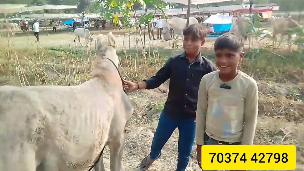 #Marwadi ghode ke bacche Deva mela # panchkaliyanghoda