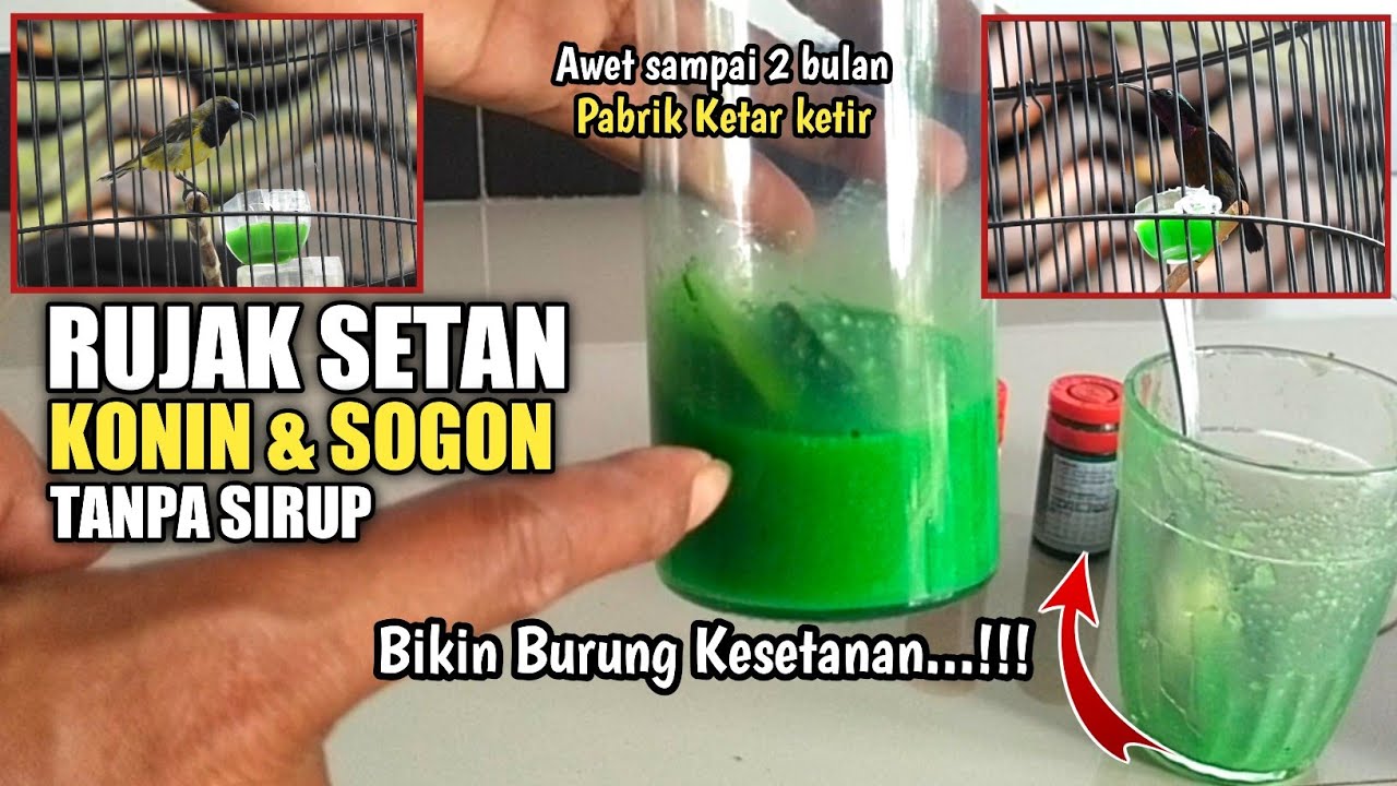 RUJAK NEKTAR Tanpa Sirup Modal Murah BURUNG jadi MEWAH