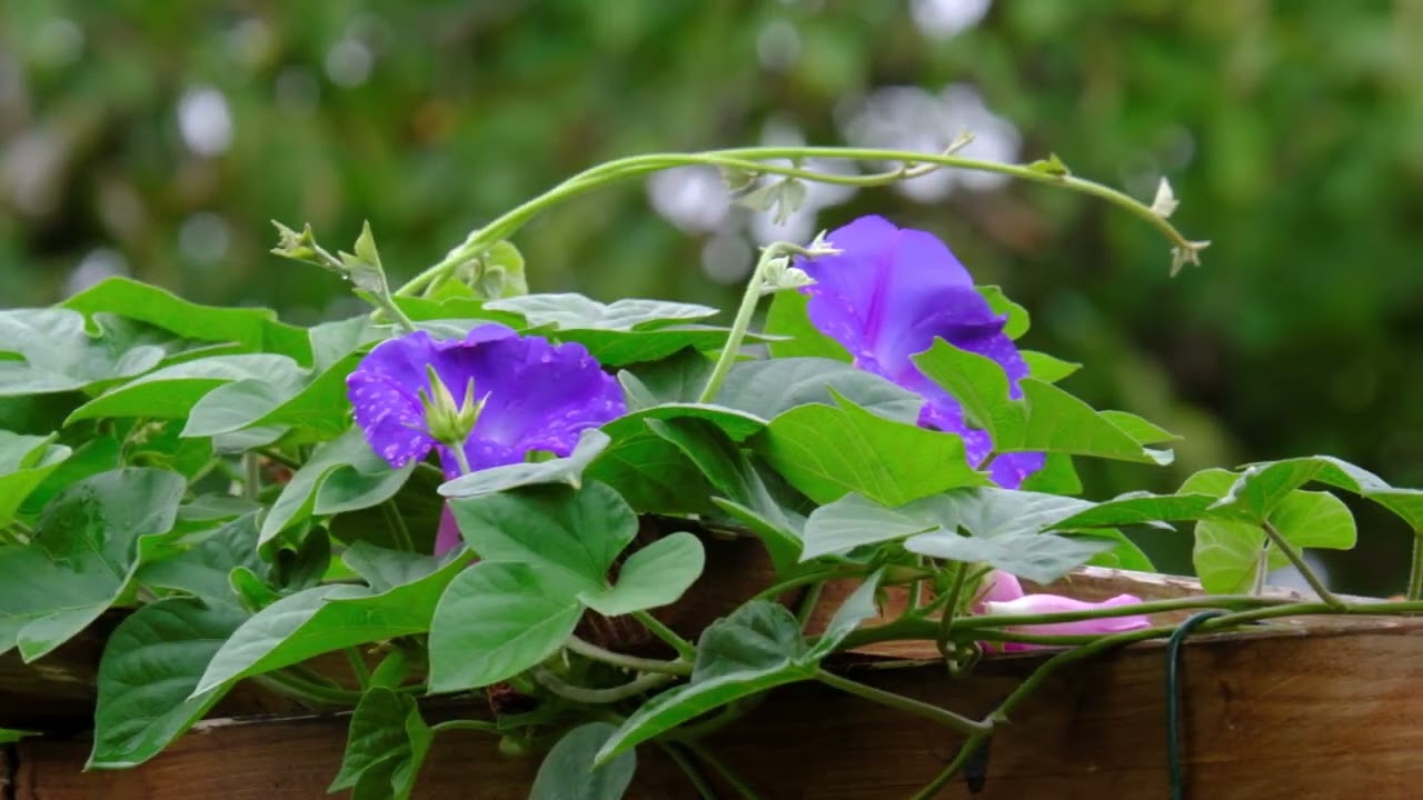 Der Garten im Sommer 2022