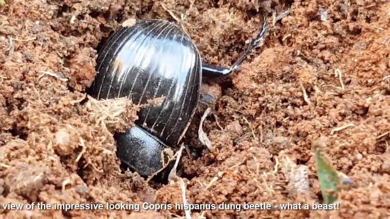 Dung beetles in action!