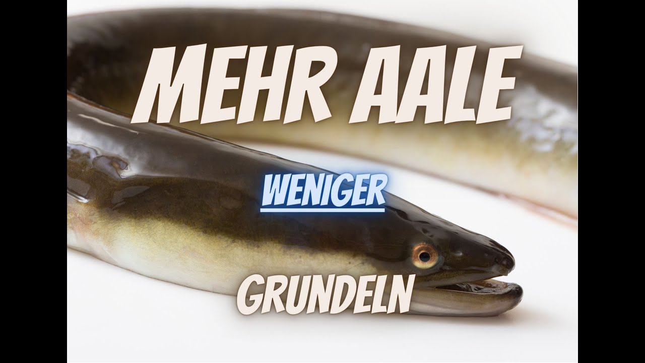 Mehr AALE weniger Grundeln