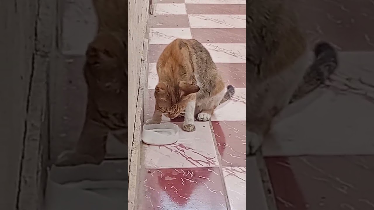cat milk drink @atvespanol @catvid-19 #shortsfeed #funny #cat #catlover #cutecat #cutebaby
